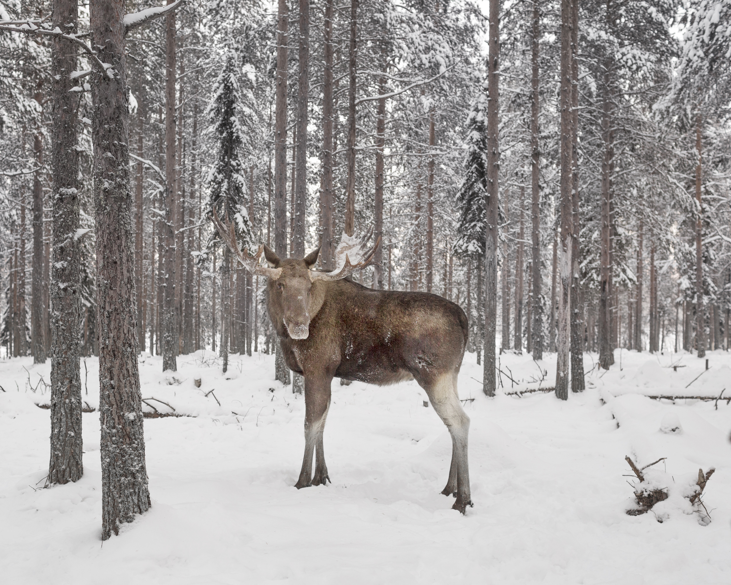 un caribou sous la neige et dans une forêt regarde le photographe animalier